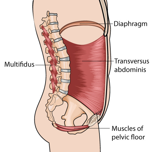 Anatomical illustration of the spine and core muscles including the diaphragm, transversus abdominis, multifidus, and pelvic floor.
