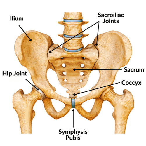 Anterior view of human pelvis showing labeled anatomical landmarks including ilium, sacrum, coccyx, sacroiliac joints, symphysis pubis, and hip joints.