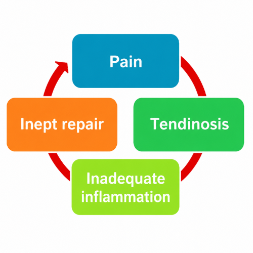 Diagram illustrating the cycle of chronic tendinosis, showing pain, inadequate inflammation, ineffective tissue repair, and ongoing tendon degeneration.